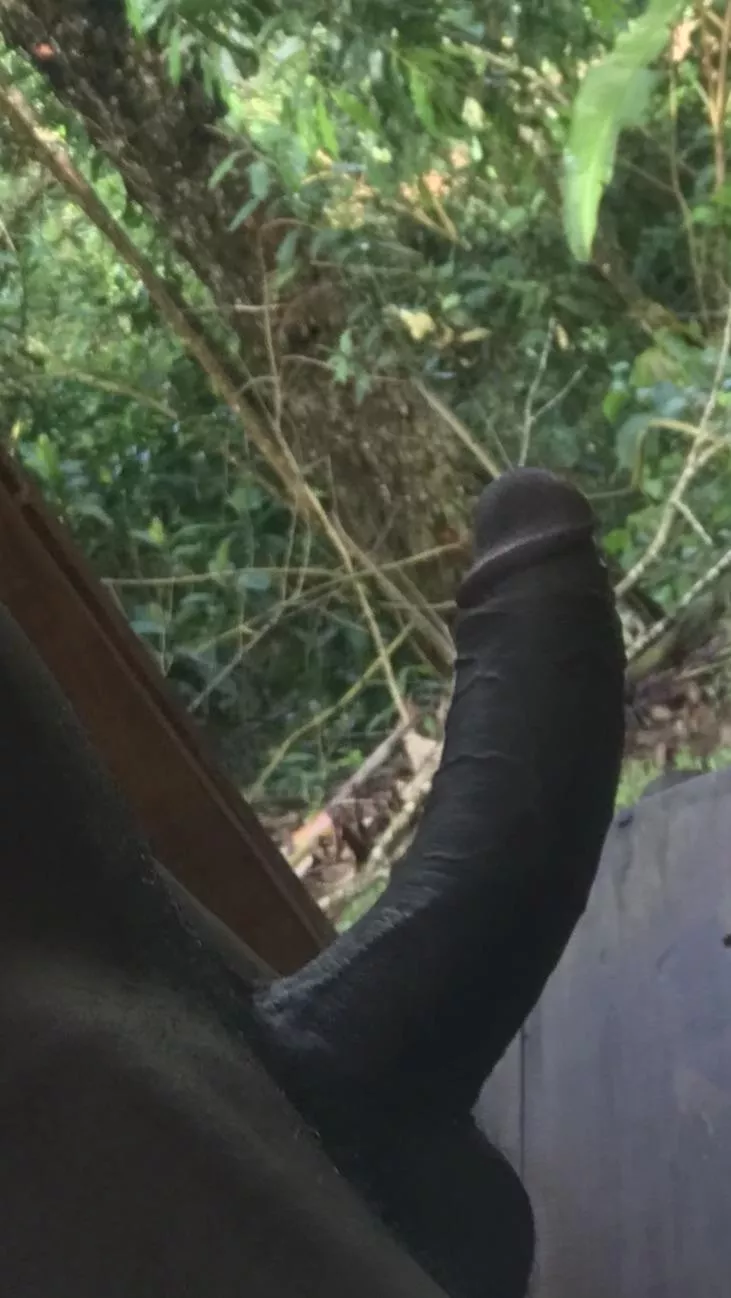 Do you think you can climb this tree? posted by alfablack333