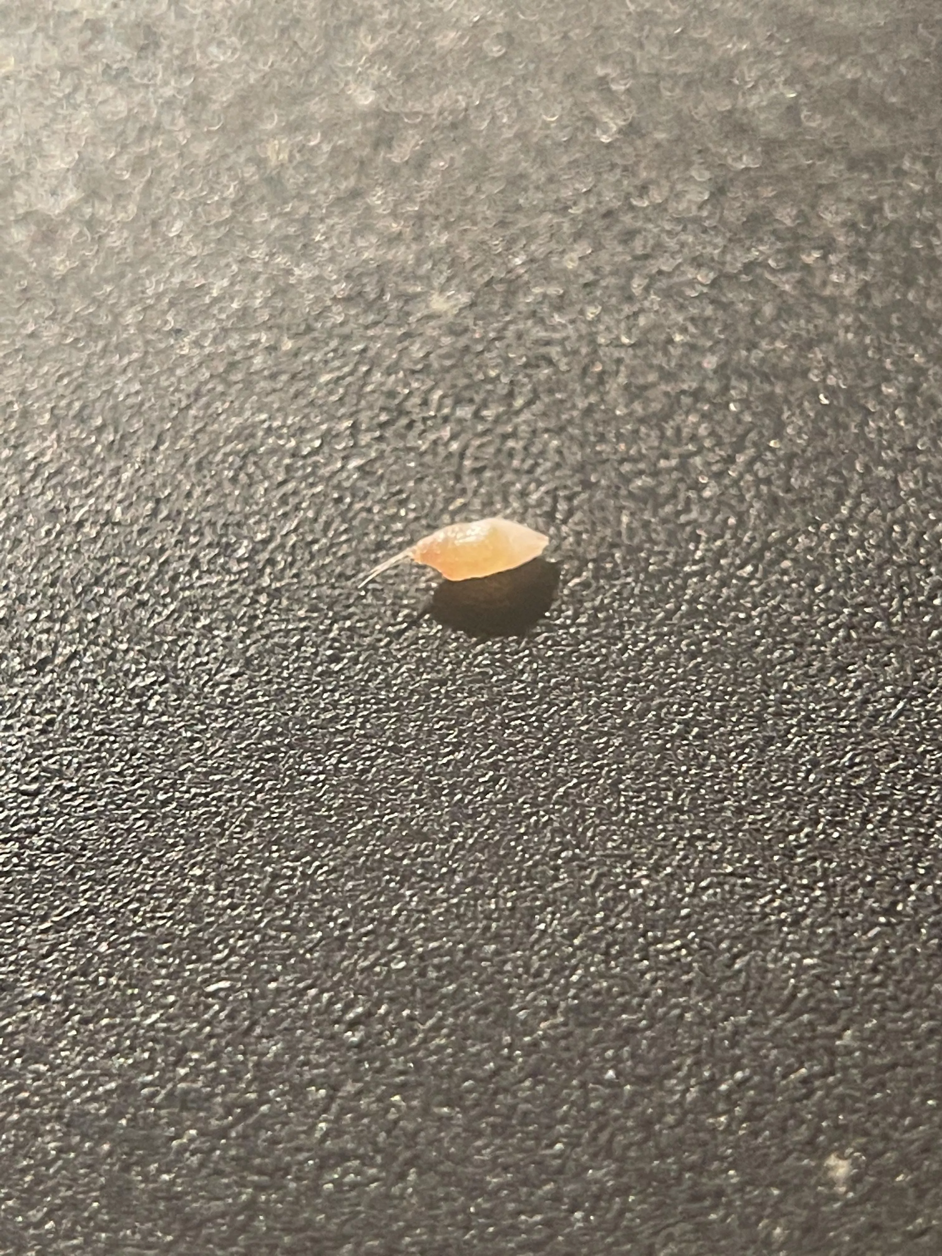 Pulled this out of my face. I thought it was a new psoriasis nodule, but no, ingrown hair posted by CheopsII