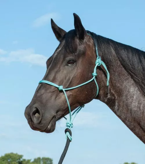 Beginner's question. So how similar is shibari to horse rope harnesses?  by Affectionate-Rub5176