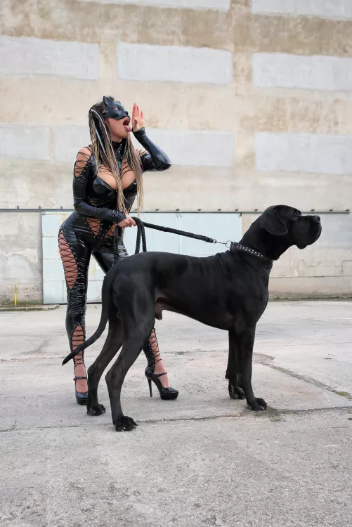 Cats have fun by Domiiscz