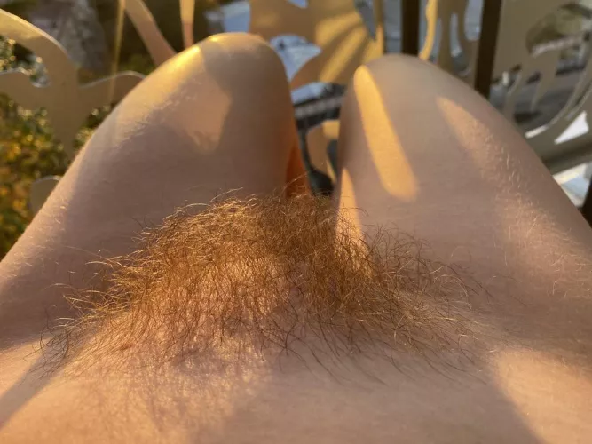  like ginger bush  by abbysunny