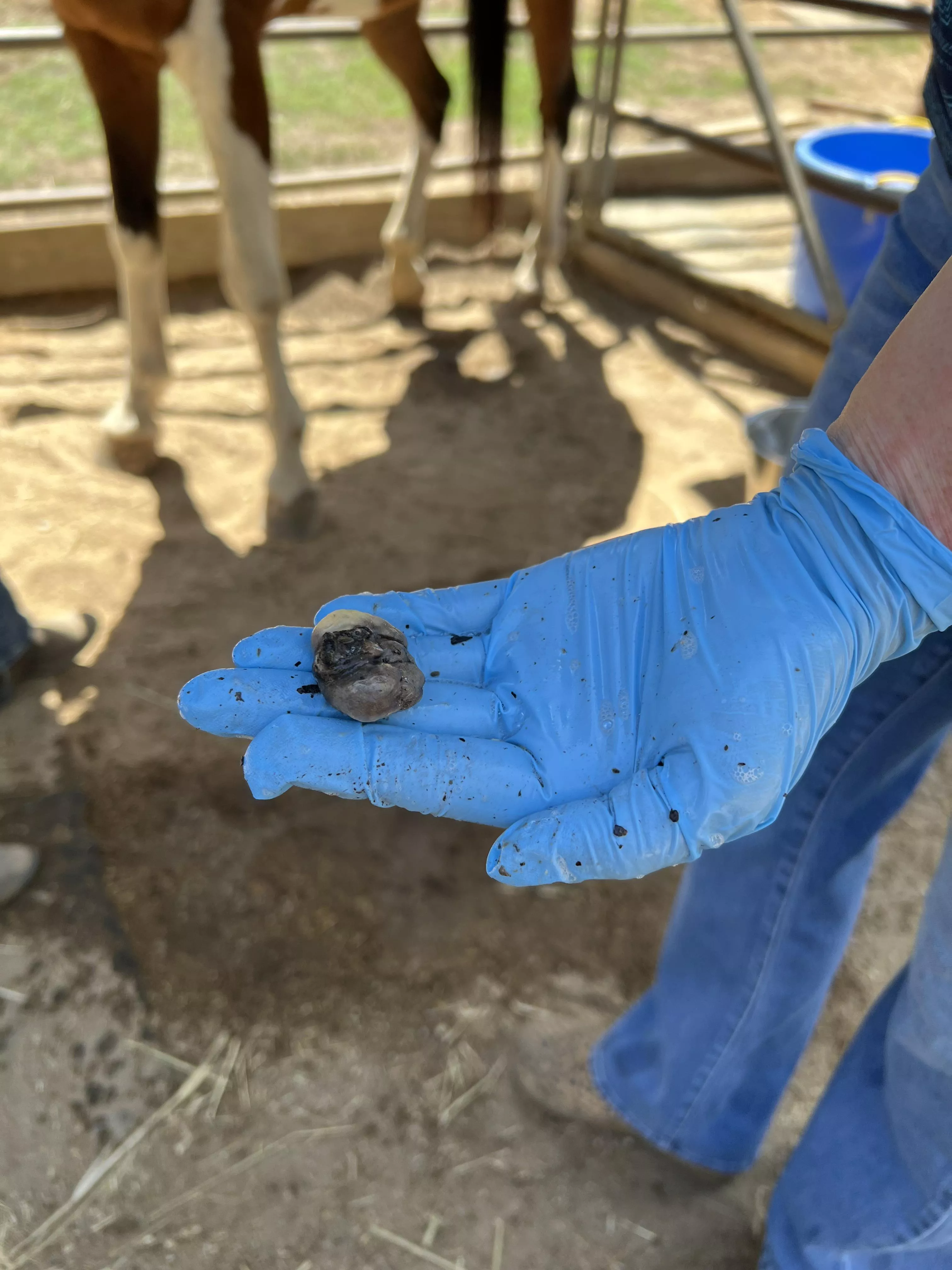 Okay you weirdos, thought you might like to see my gelding’s “bean” posted by Ruffffian