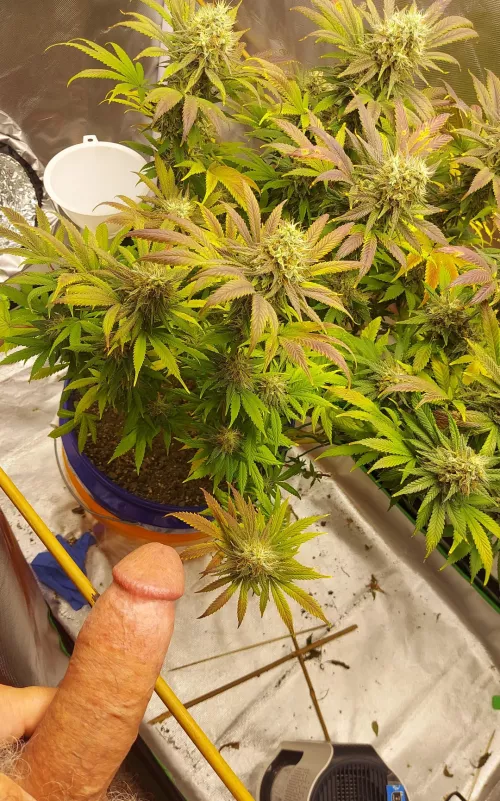 Nearly party time! (M)  by LuvSoCal