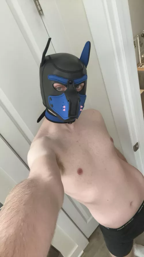 Finally got a collar to match my hood 🐶⛓️ by HornyWitchBoi