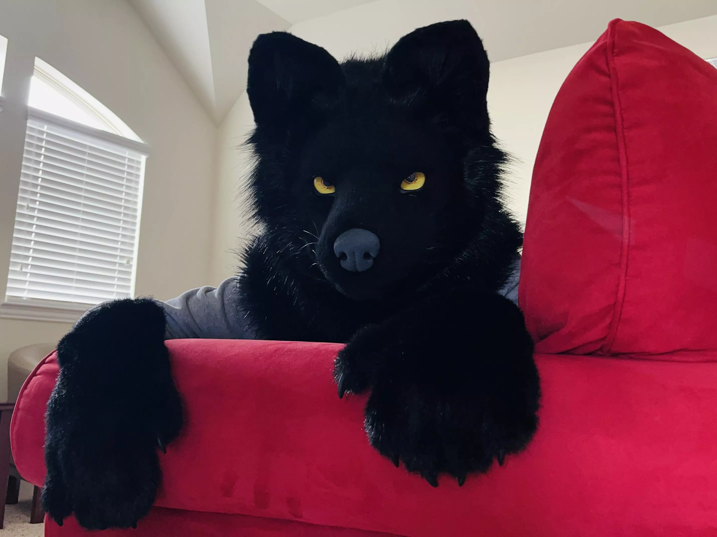 There's a wolf on your couch. Wyd? posted by alp1neeeee