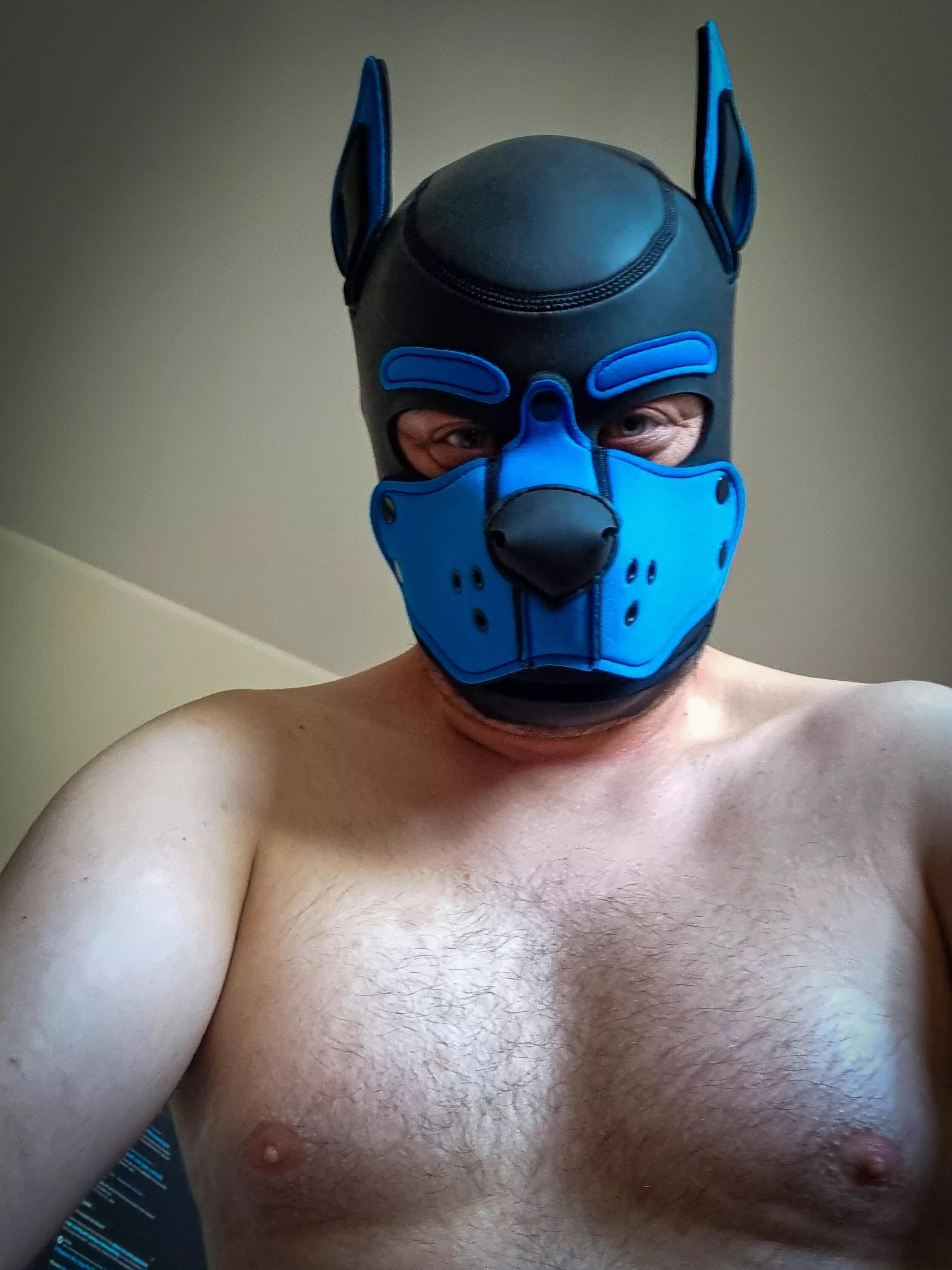 Woof! New dog in town! Woof woof awrooooo! posted by misi4czek
