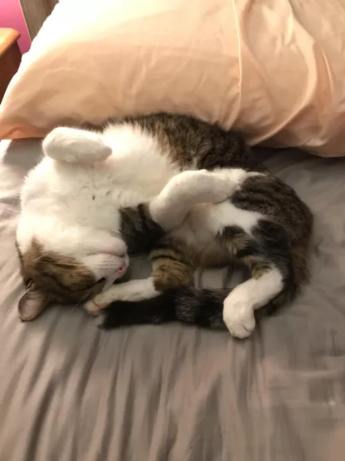 Does [m]y boy qualify for feline playboy? by kaitalina20