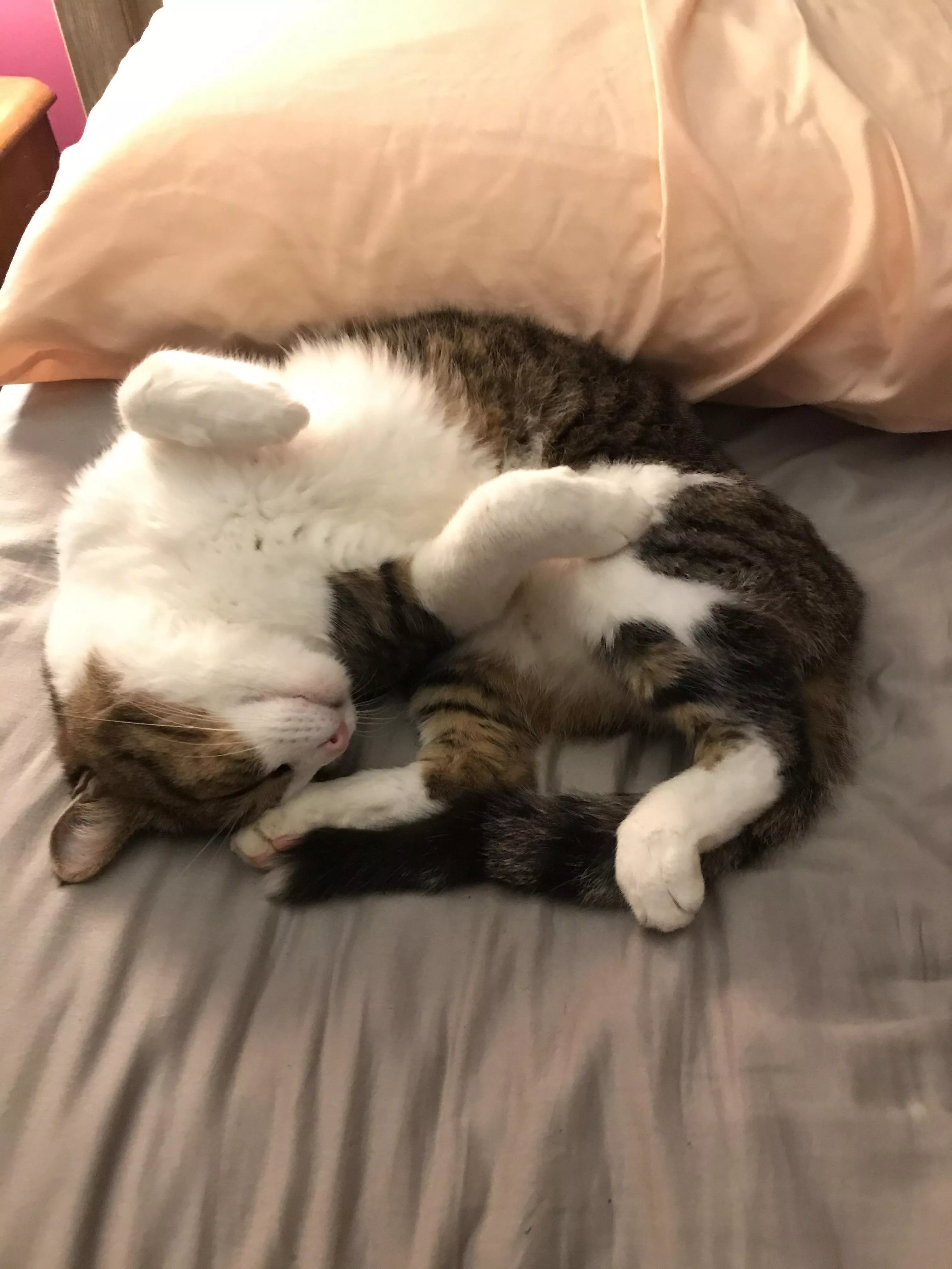 Does [m]y boy qualify for feline playboy? posted by kaitalina20