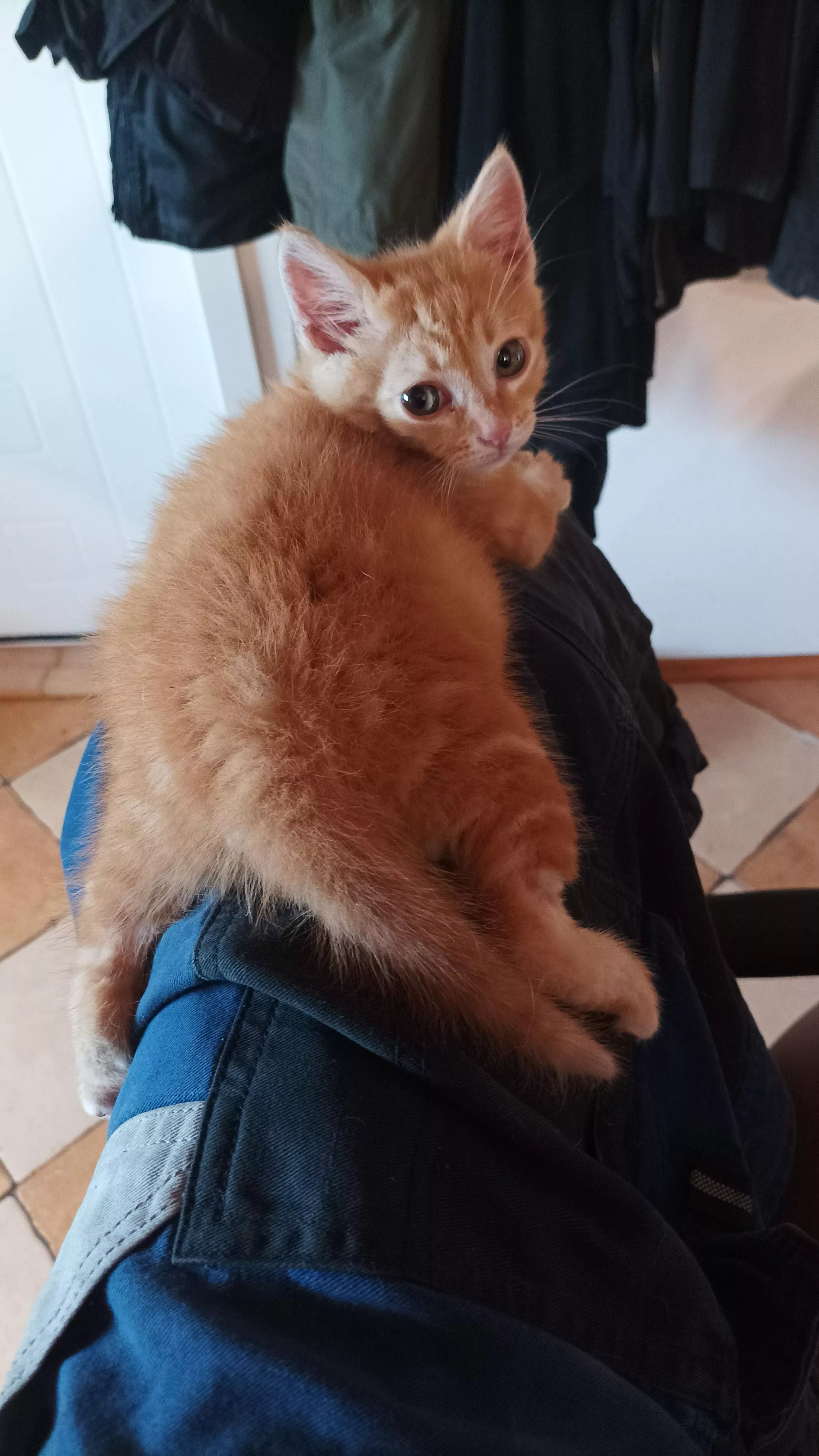 Don't worry, Fizz [M] is 18 in this photo (weeks, that is) posted by alasw0eisme