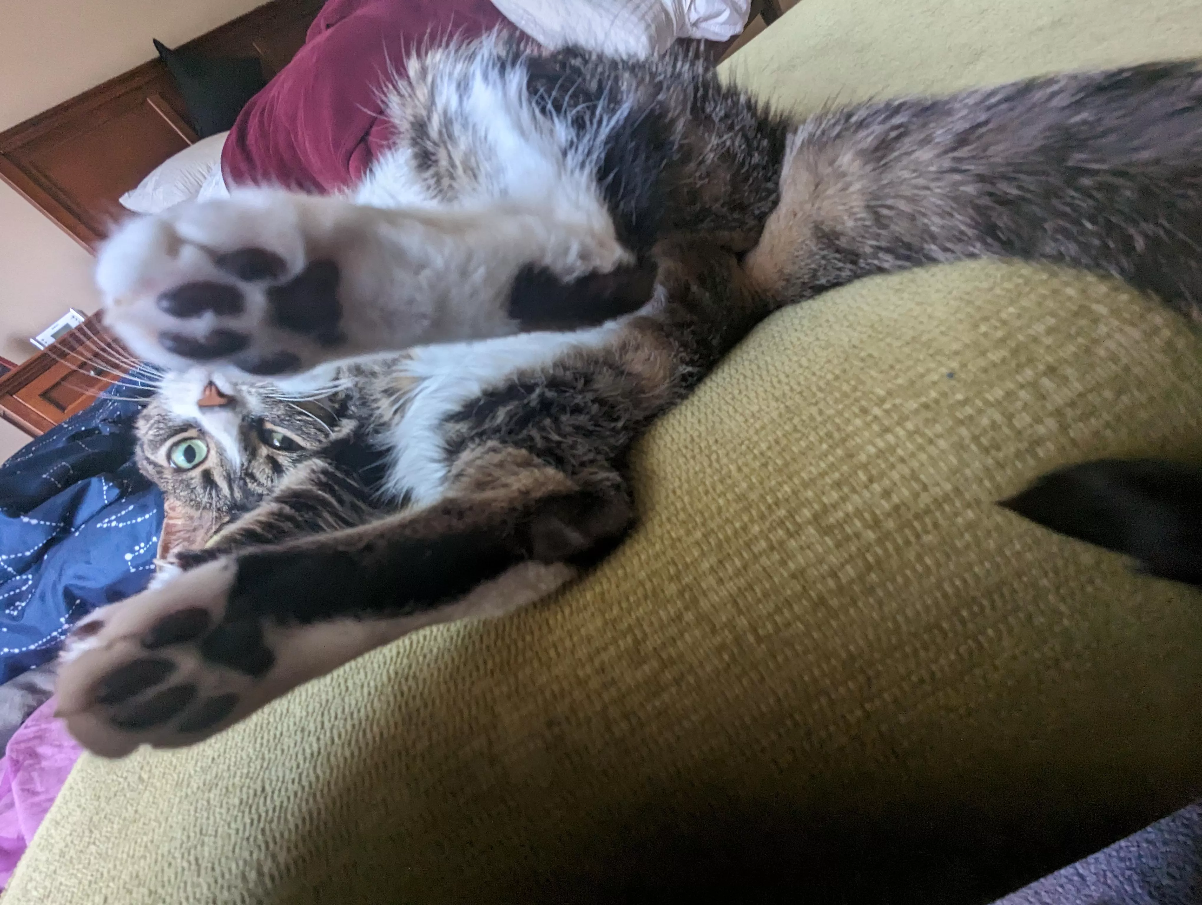 [F] Luna teasing the camera with her feet🐾😻 posted by DragonKibble