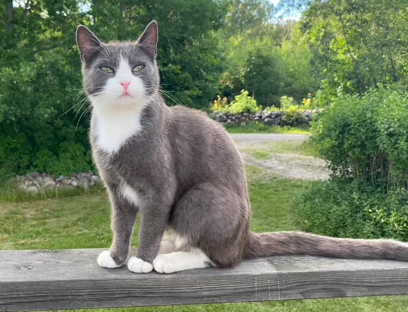 [f] Mini blended by the sun  posted by Sommarochsol2006