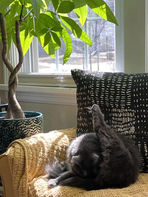 [F]eather expert and exhibitionist by sourwallflower601