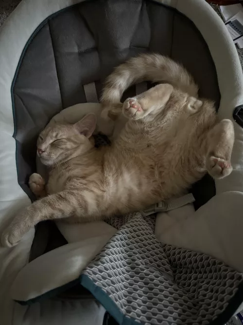 i always tell him to have some decorum [M] by brynnbaybee