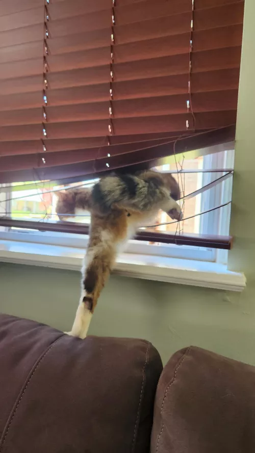 Indecency, sir! [m] by Regrettingly