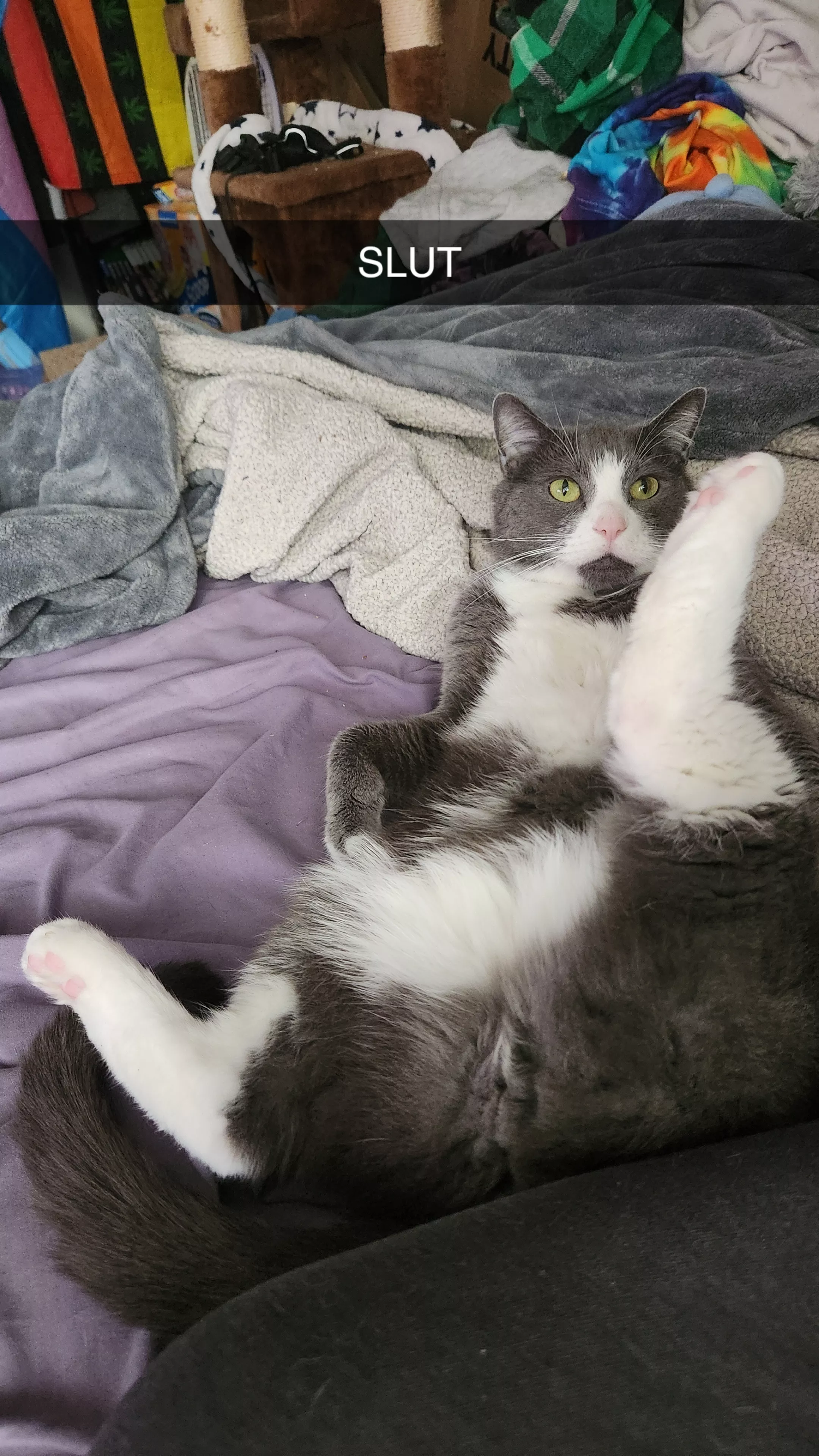 Jacket showing off the[m] goods posted by Apothnesko