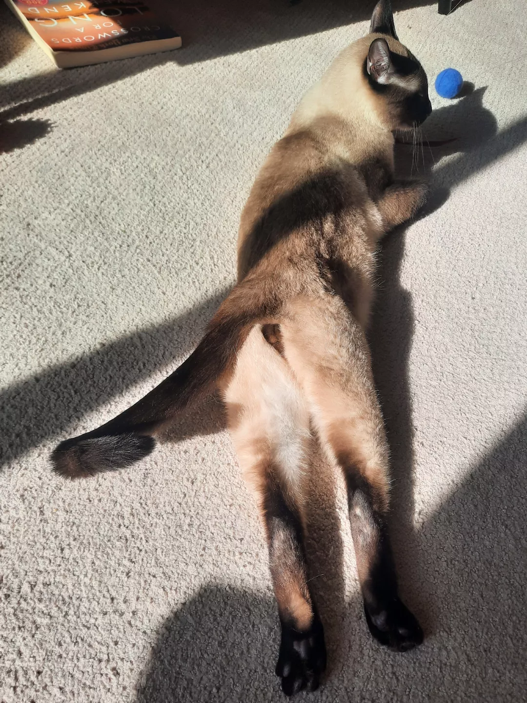 [M] 🖤! posted by untoldtitties