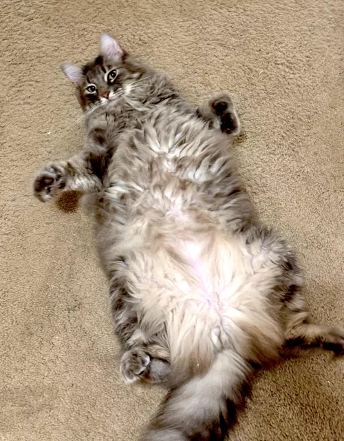 [m] debauchery never been so fluffy  by celeb0rn