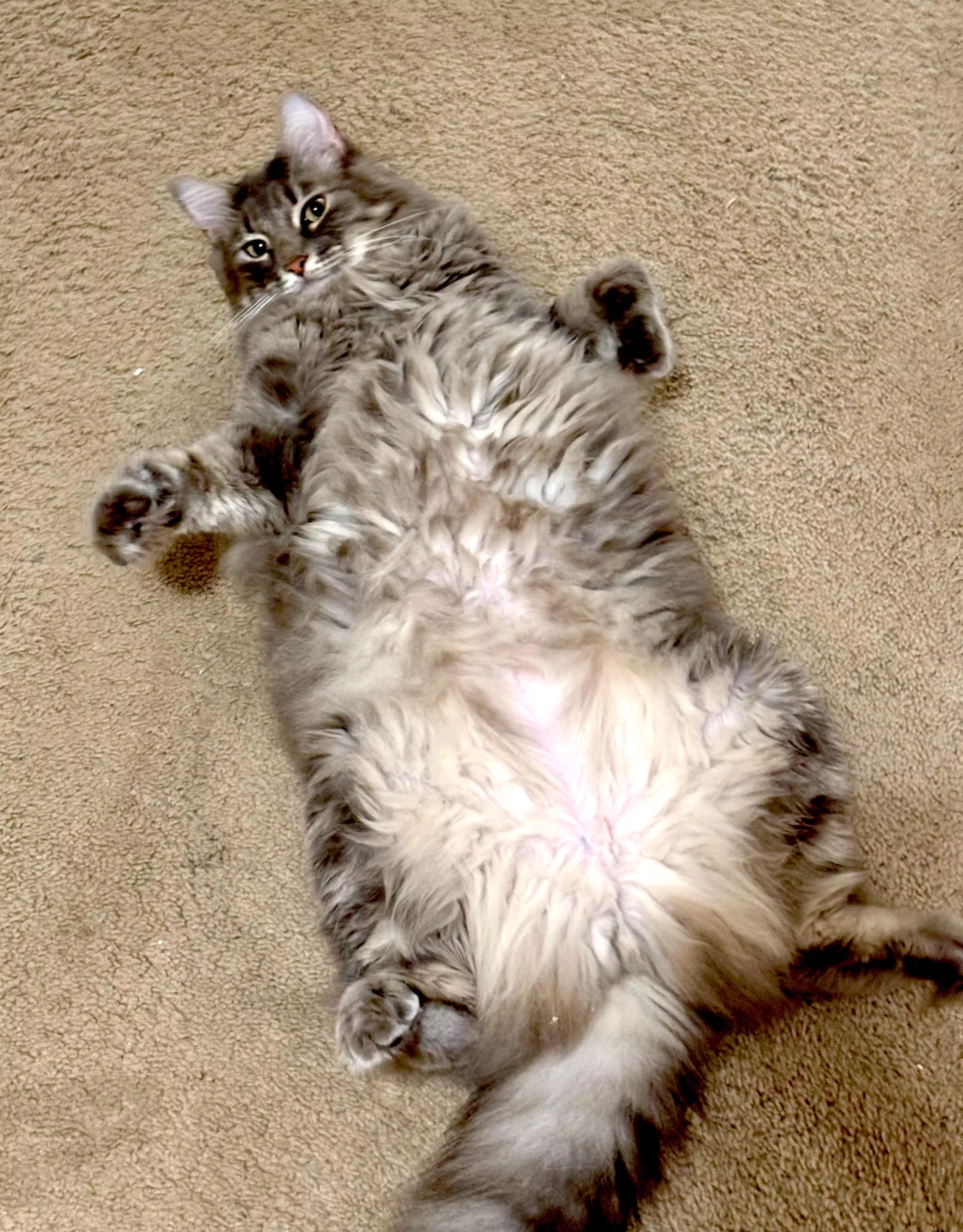 [m] debauchery never been so fluffy  posted by celeb0rn