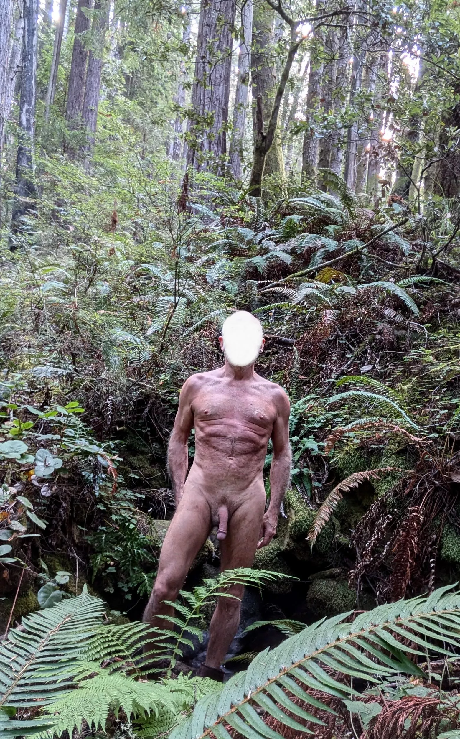 NSFW scenic view among the redwoods. posted by CalBare