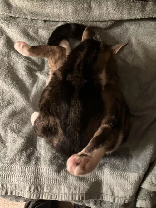 Tiberius showing off hi[m]s flexibility - Satellite View by cat_blep