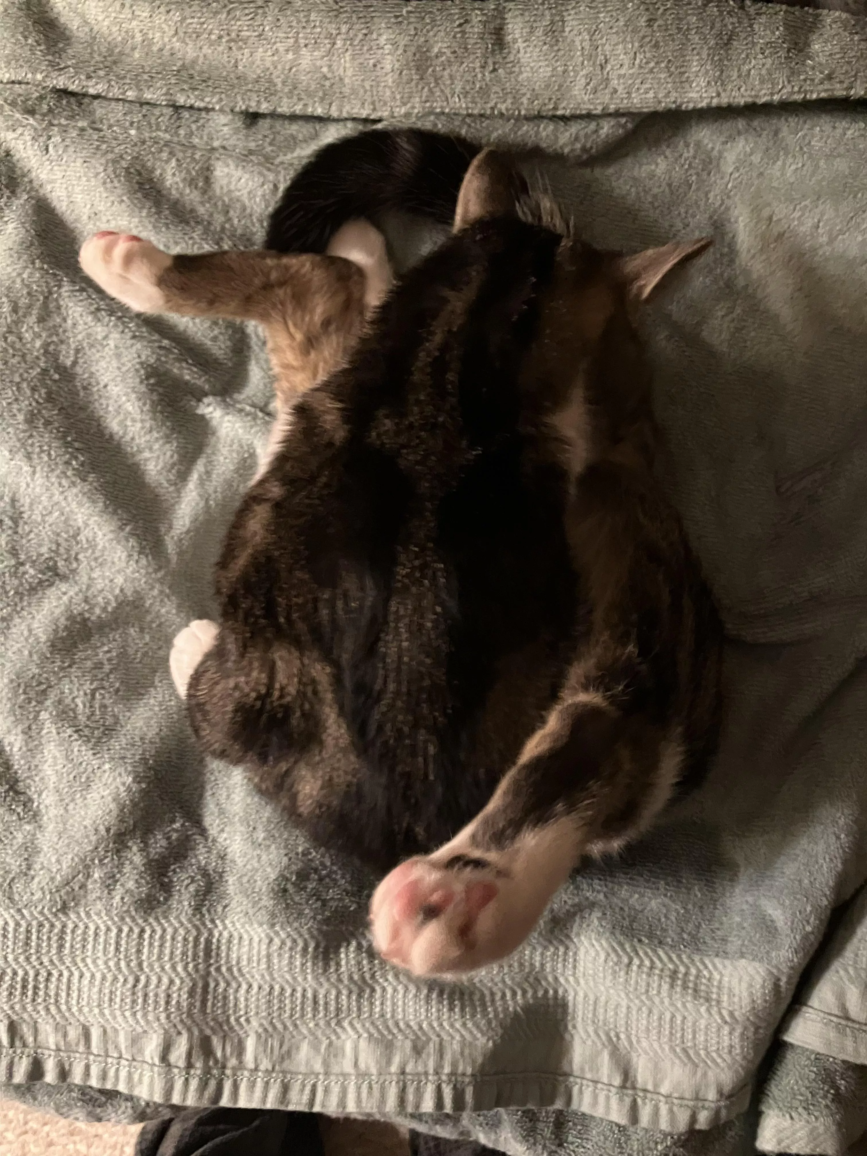 Tiberius showing off hi[m]s flexibility - Satellite View posted by cat_blep
