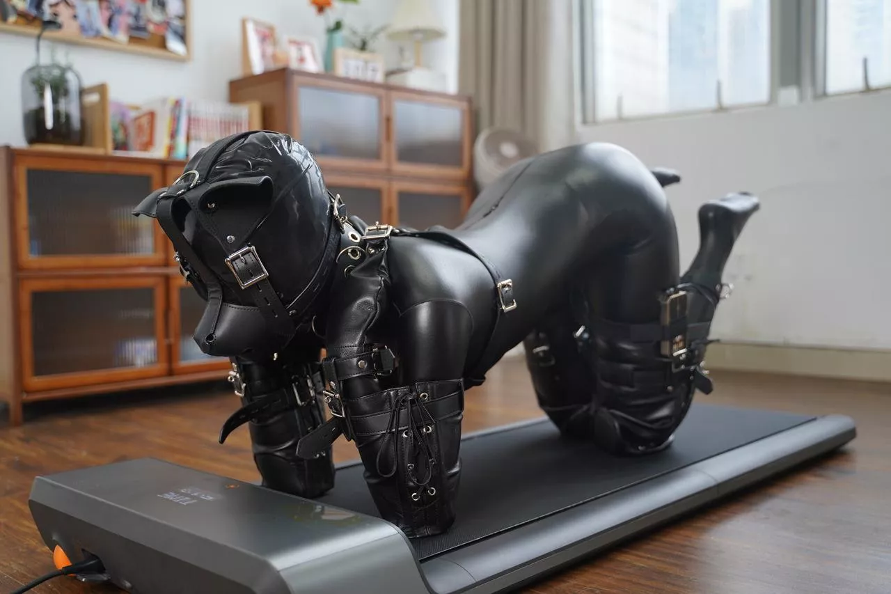 Treadmill kitty posted by a-nsfw-person2