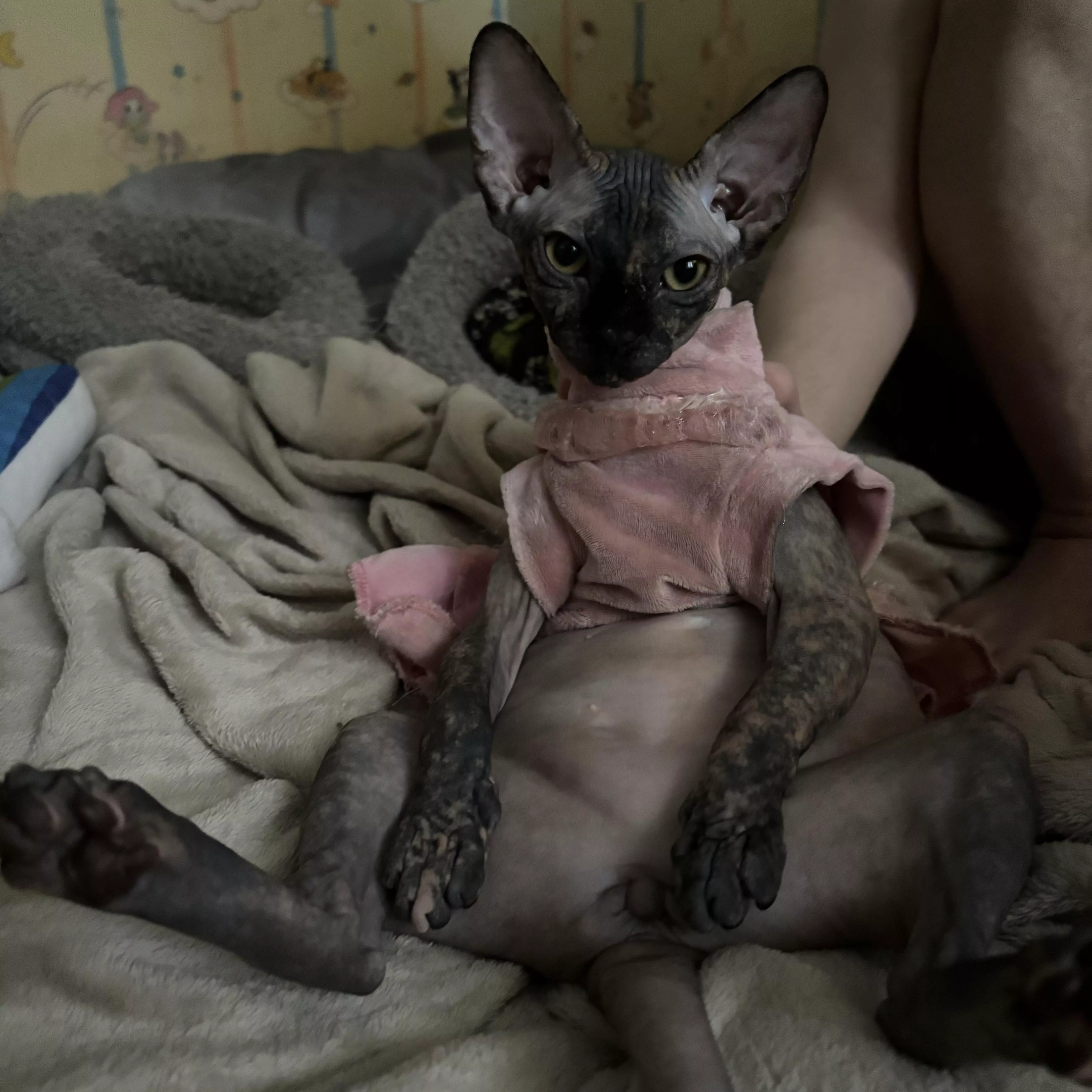 Xeno doing a sexy pose [f] posted by kittycakekats