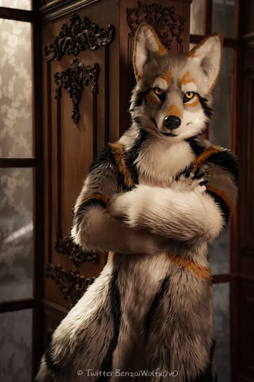 @AkuWolf on Twitter (photo by @BenzaiWolfx0v0) by Dragoniel