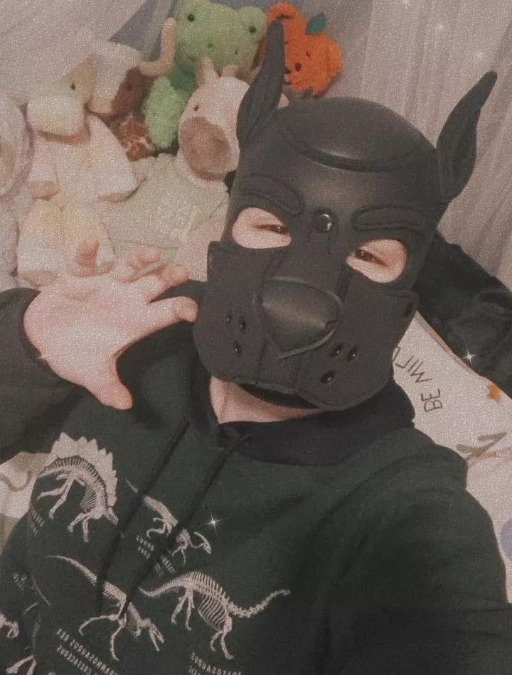 Puppy Brained 🦴 posted by paddedpup_