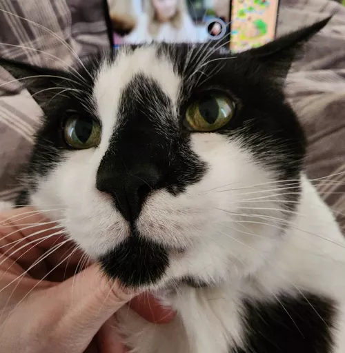 Just noticed my cat has a faux pimple next to his nose (it's his fur pattern) by Zanowin