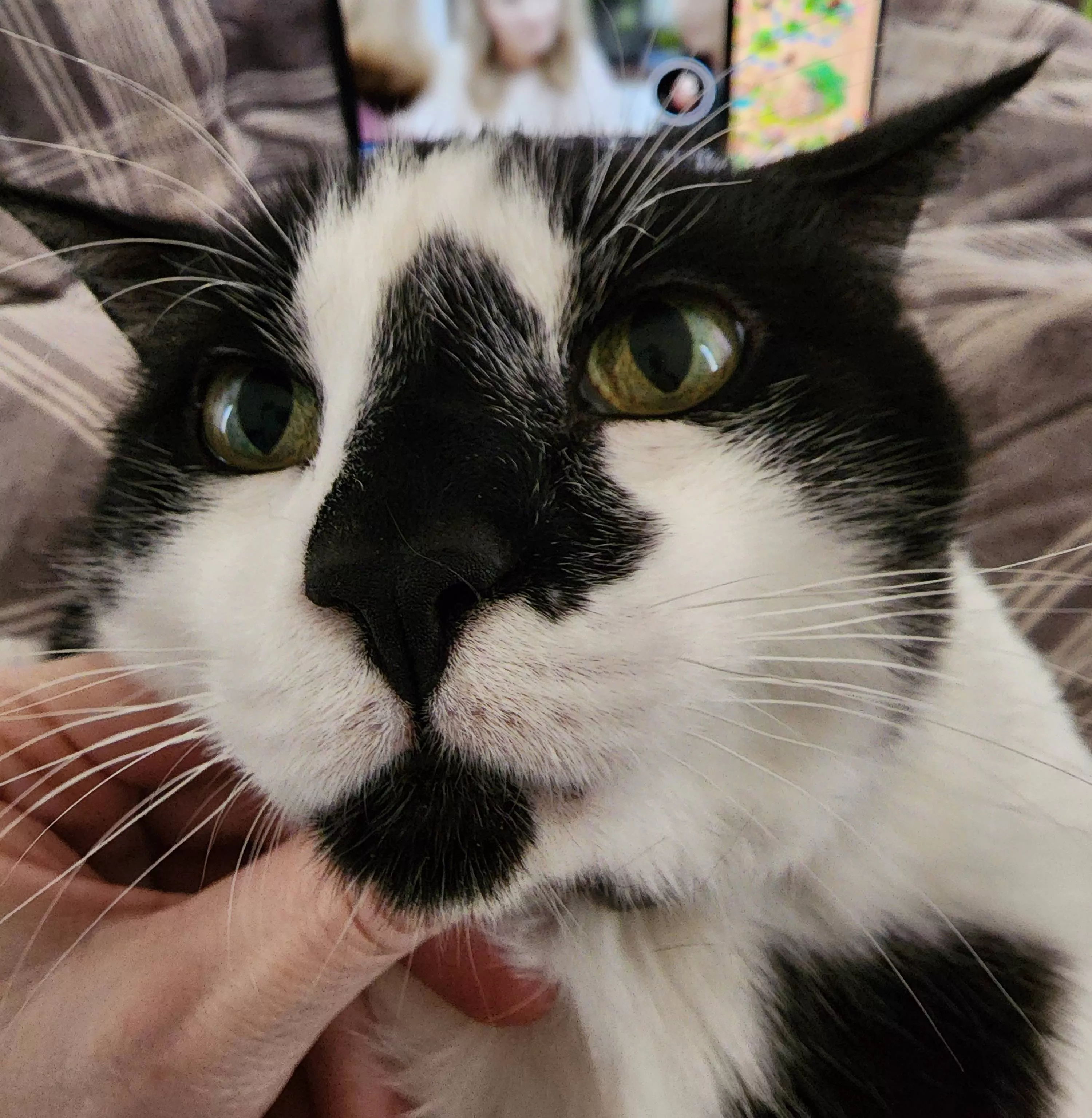 Just noticed my cat has a faux pimple next to his nose (it's his fur pattern) posted by Zanowin