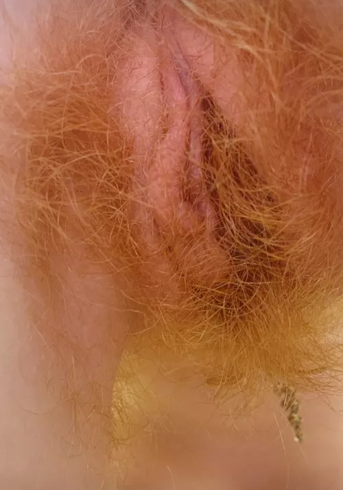 ginger kitty by ababypinecone