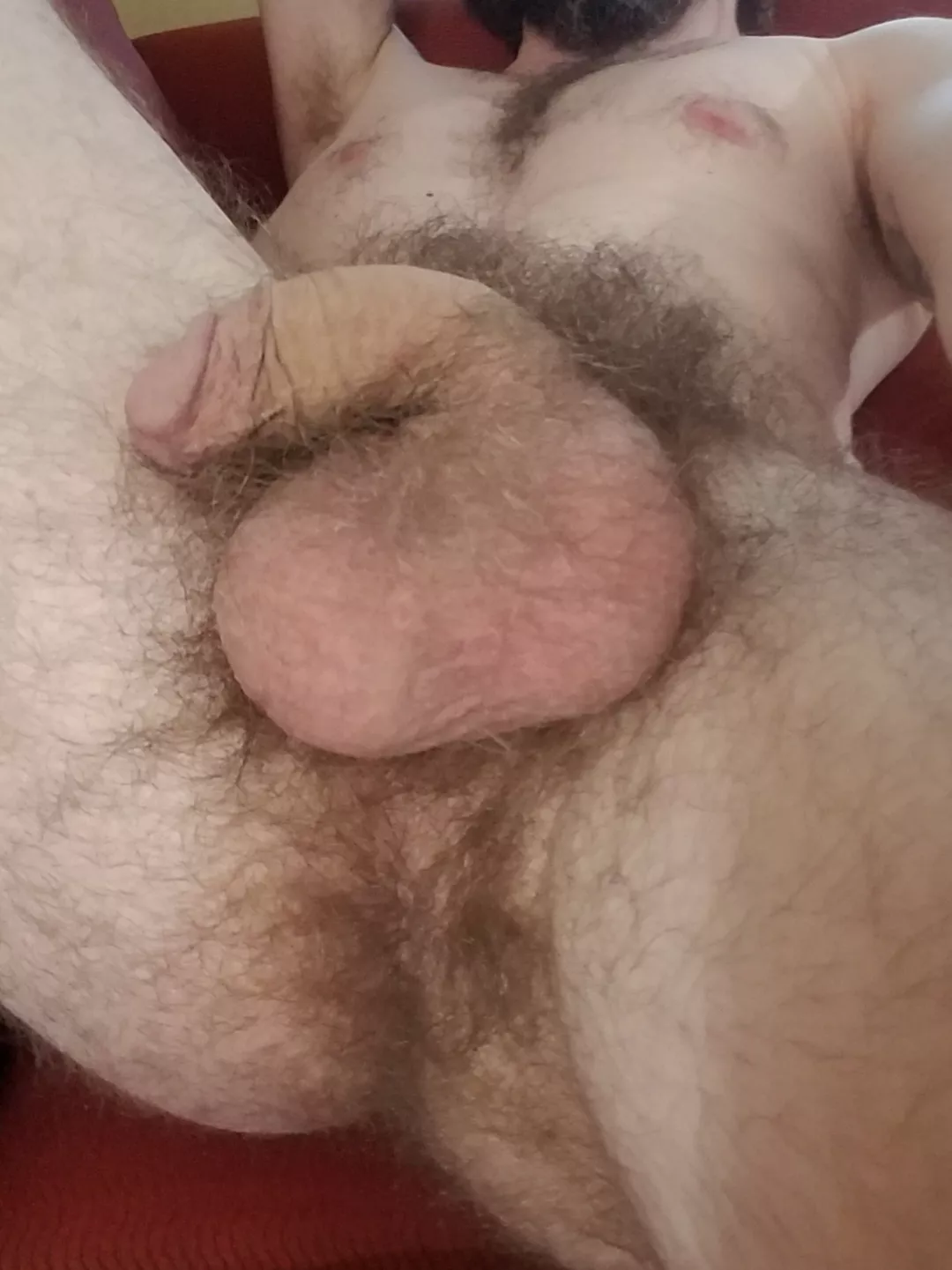 hairy all over [34] posted by AndyAnthers