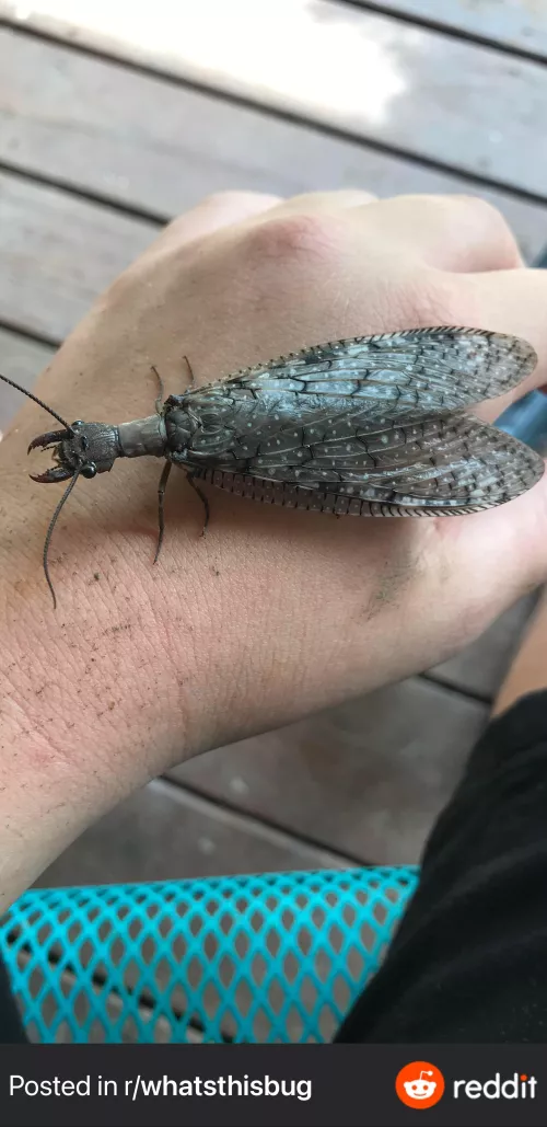 Okay so I may be crazy for this but this is a picture of a dobsonfly, all I can think is making an ant queen with a gown based on the wings. Could anyone else envision that as well? by AkiraShadowWolf