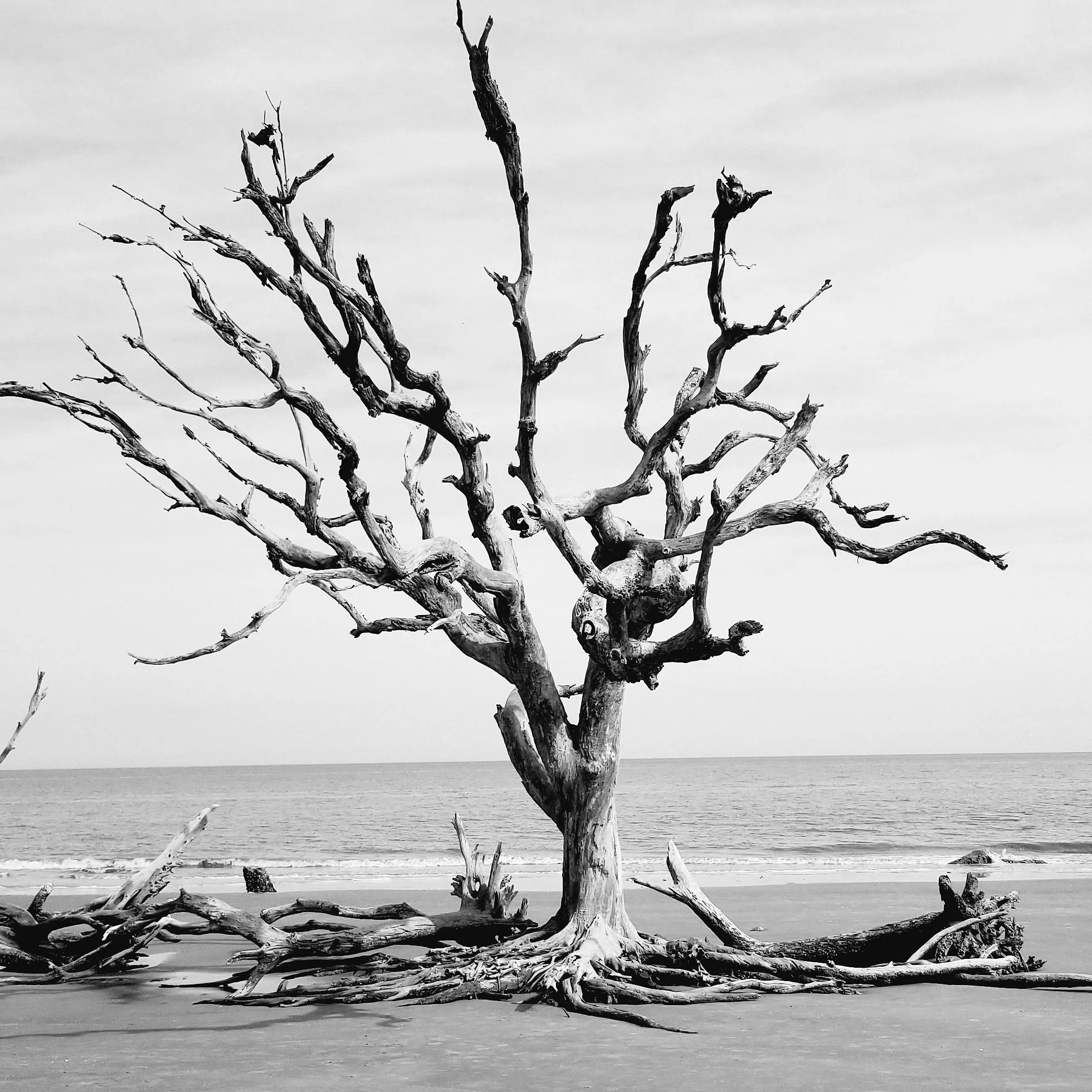 Driftwood Beach Jekyll Island posted by Adanceofderps