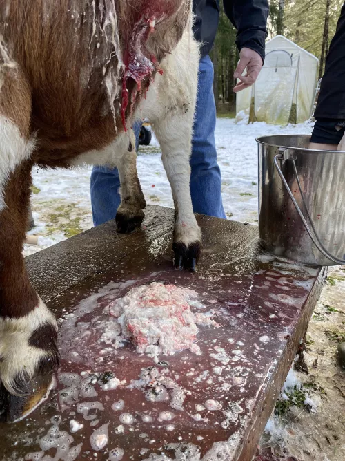 A rotten Goat 3! Aftermath! Enjoy! by SpaceEagle333