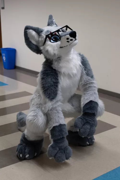 Been a week since I got my fursuit and y’all - dreams do come true. I’ve still over the moon. Maker is Starcane Arts! by MinnesotaGraywolf