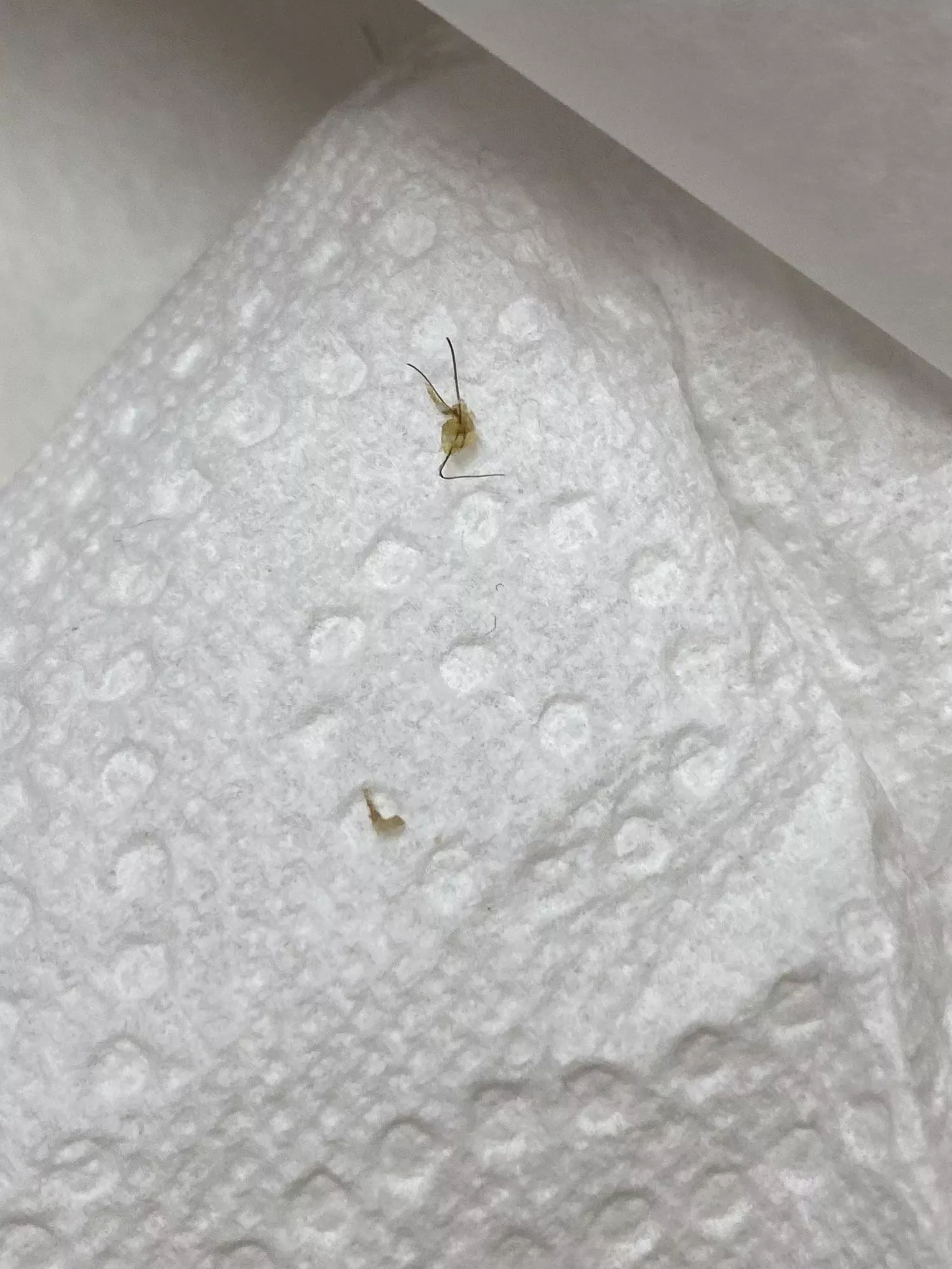 What came out of my last post posted by lukeskyleywalker