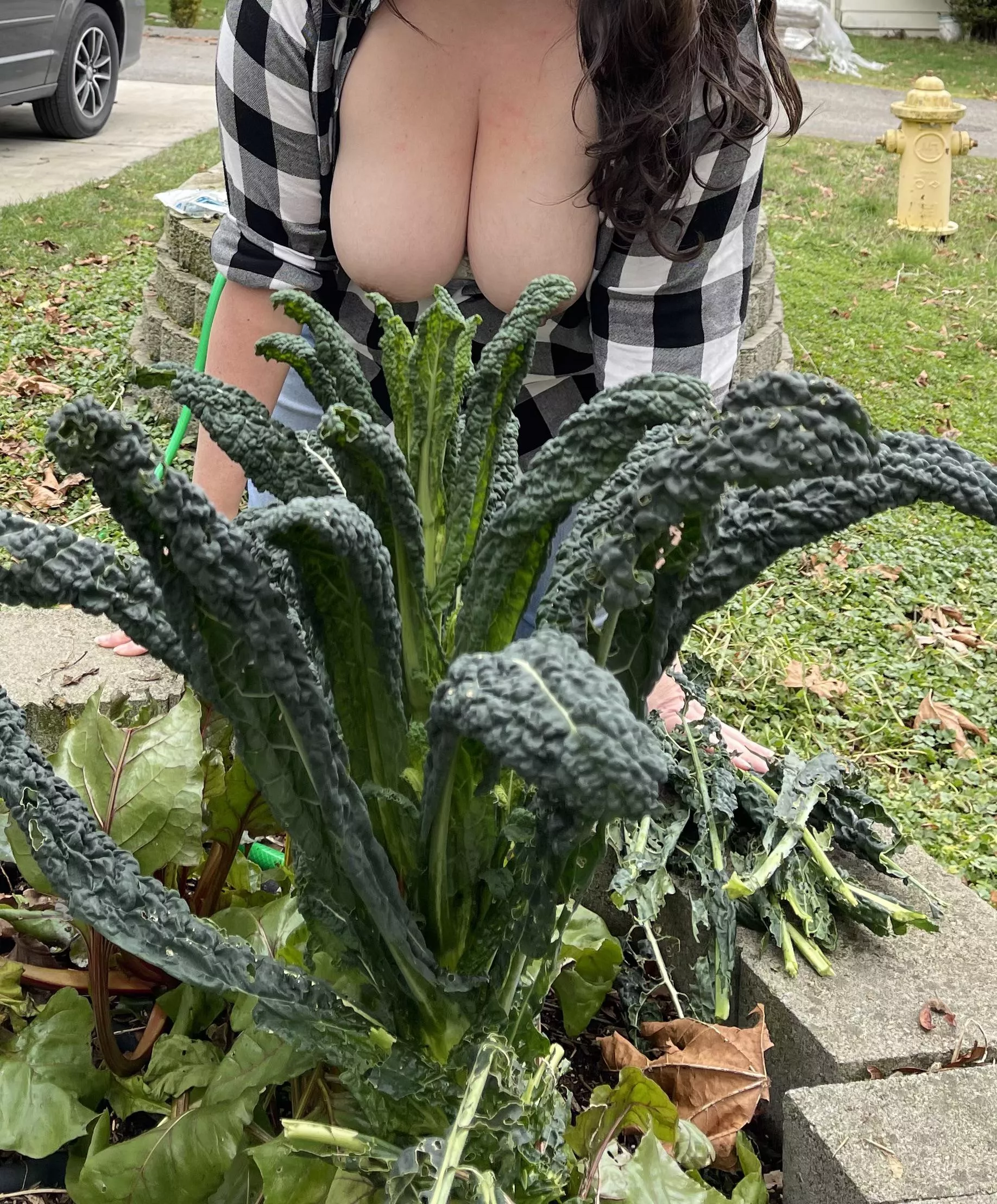 If you were my neighbor, would you help me in the garden? posted by mtillamook484