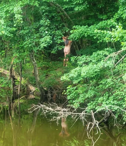 Summer is almost here! When you can see the Florida White-tails in their natural habitat!!! 🤣 by sexypebbs