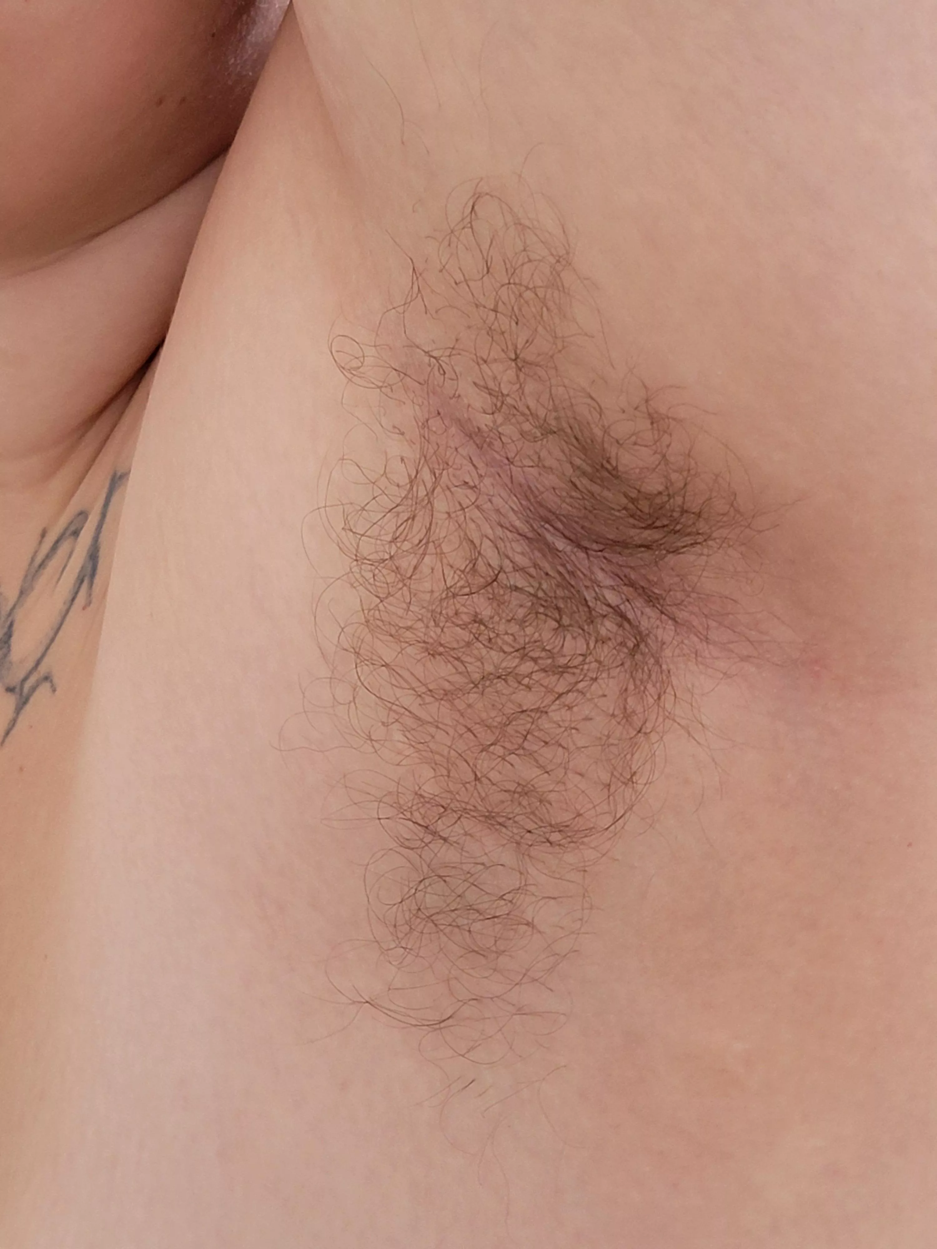 a close up of my fluffy pit posted by alucidfever