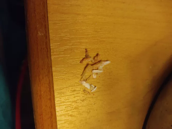 Got all this from a toenail ingrown on both sides ('operated' myself at home) by thejacster89