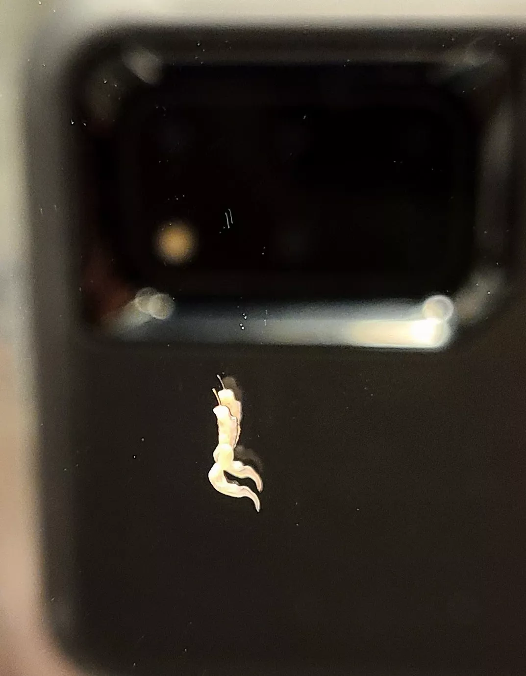 Pulled a hair, gave a squeeze, and this bad boy landed on the mirror. You can see another hair inside of the goo. posted by barndawg_76