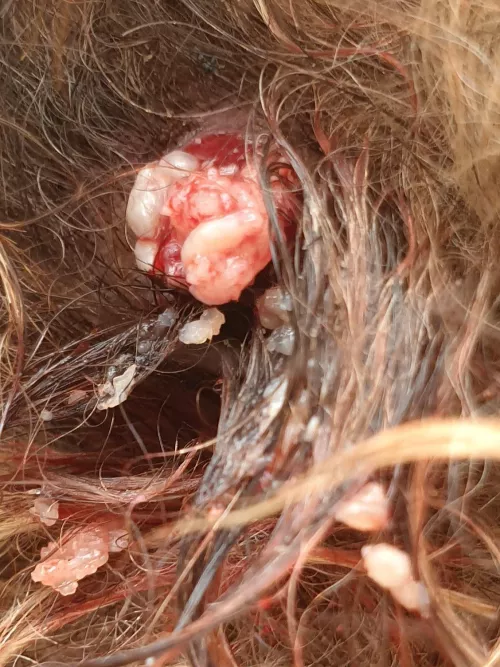 Dog cyst finally burst by the_sea_witch