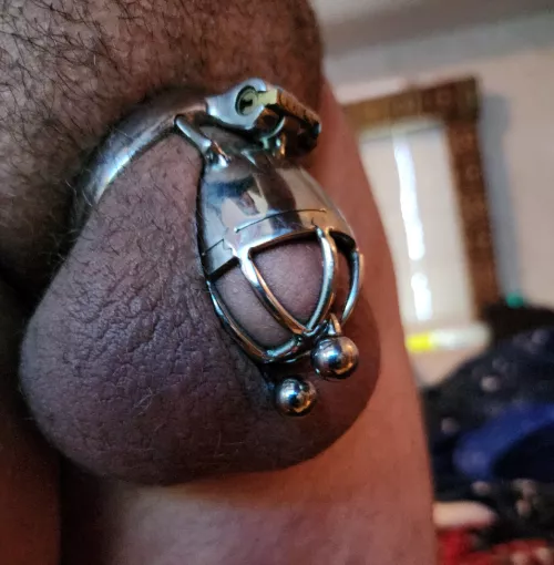locked and pierced. had to use an old cage until I get a new ring. by MistressKittensPuppy