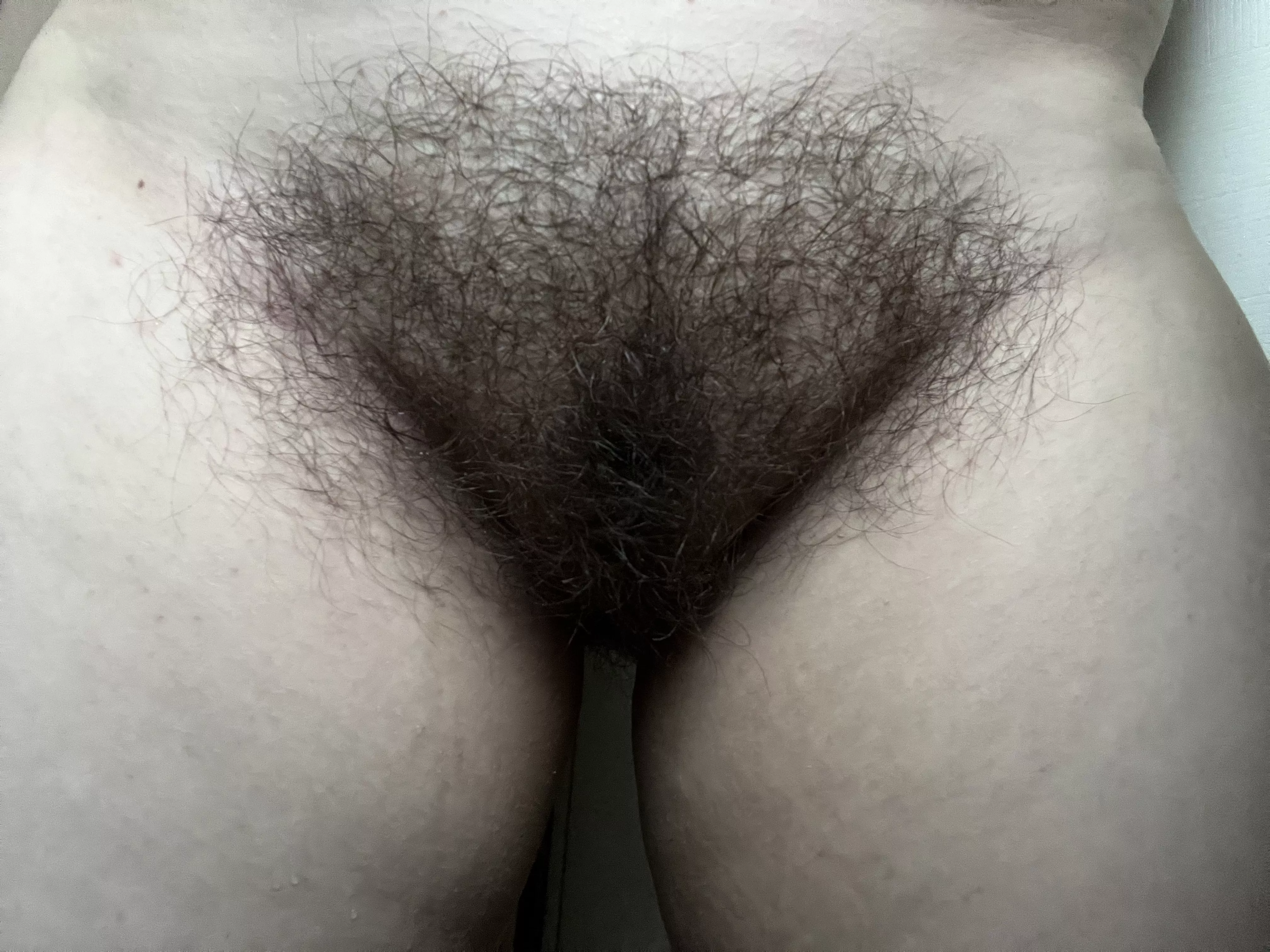 Fresh-from-the-shower bush ;P posted by MissPeak