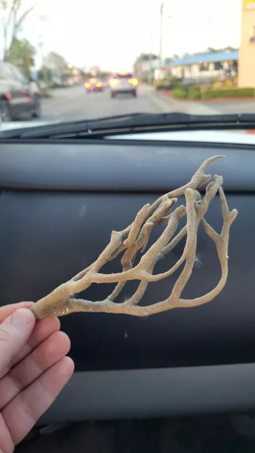 Does anyone know what this is? by Skeptic156