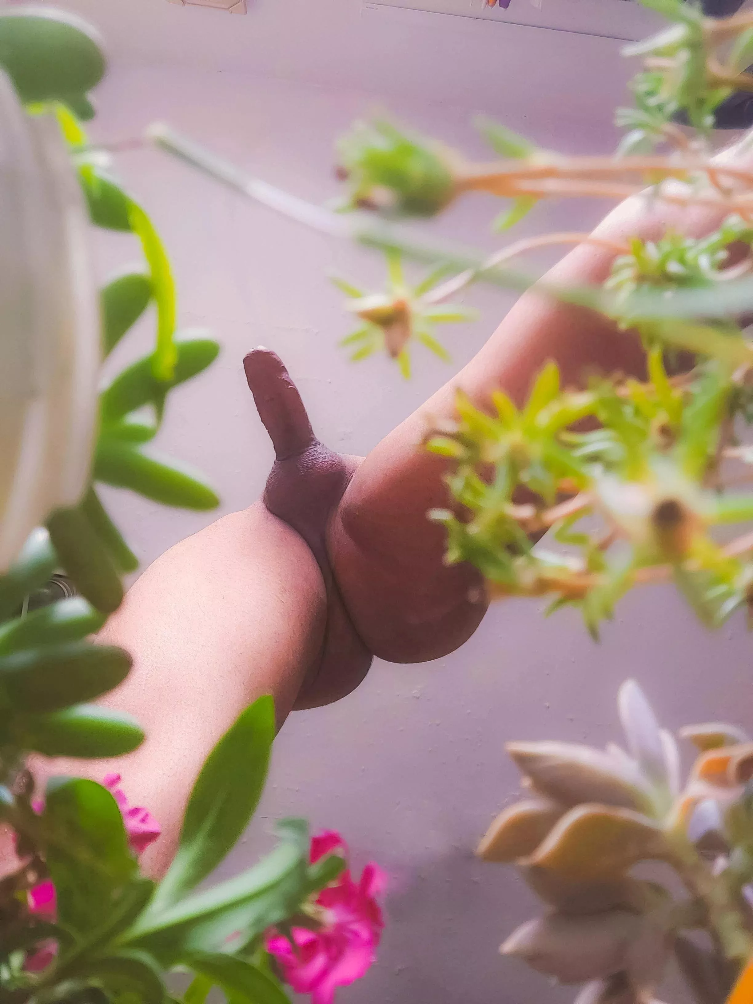 garden hoe ! posted by pansatryos