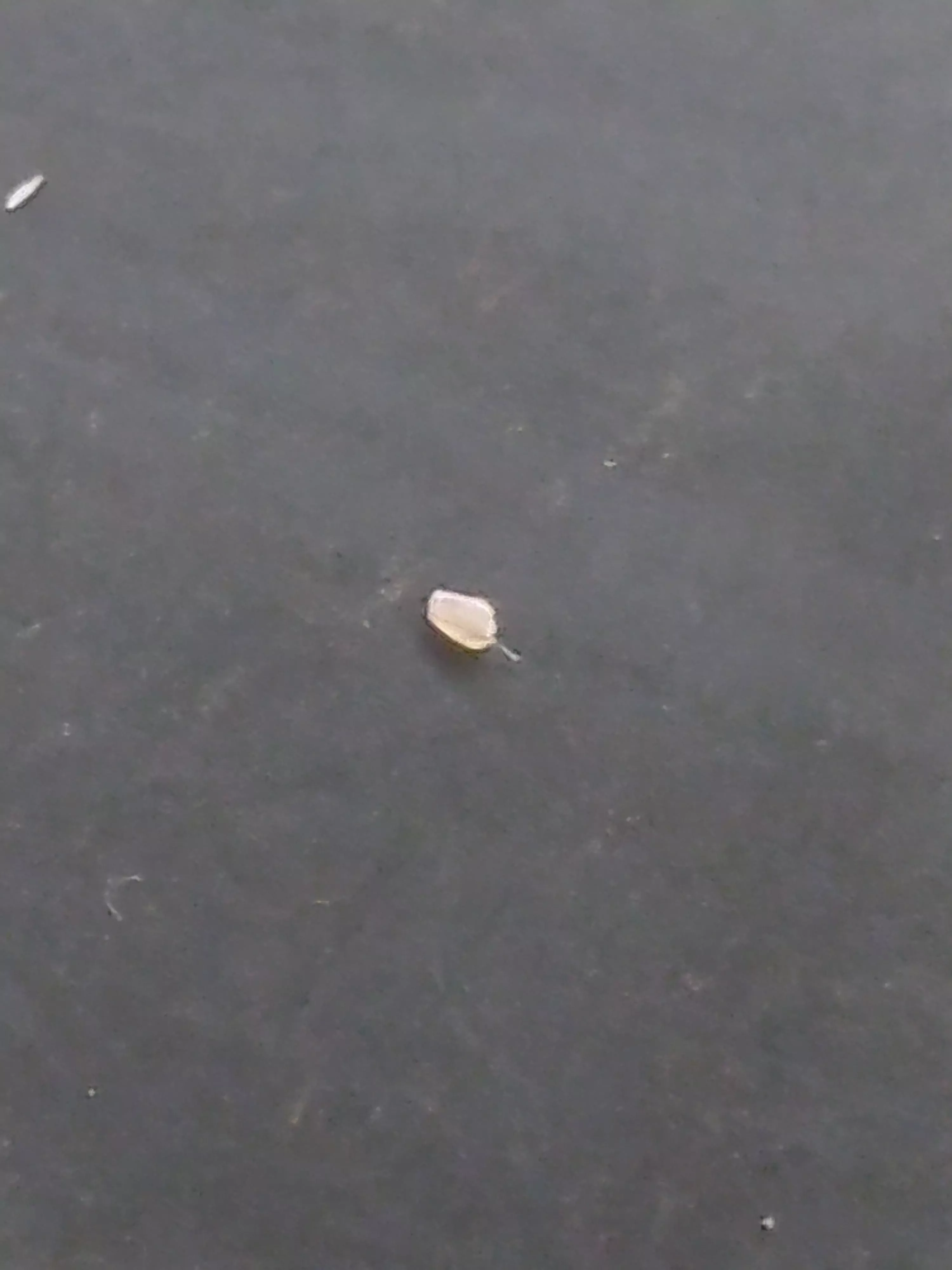 A Blackhead with Vellus Hair. posted by jinrex015