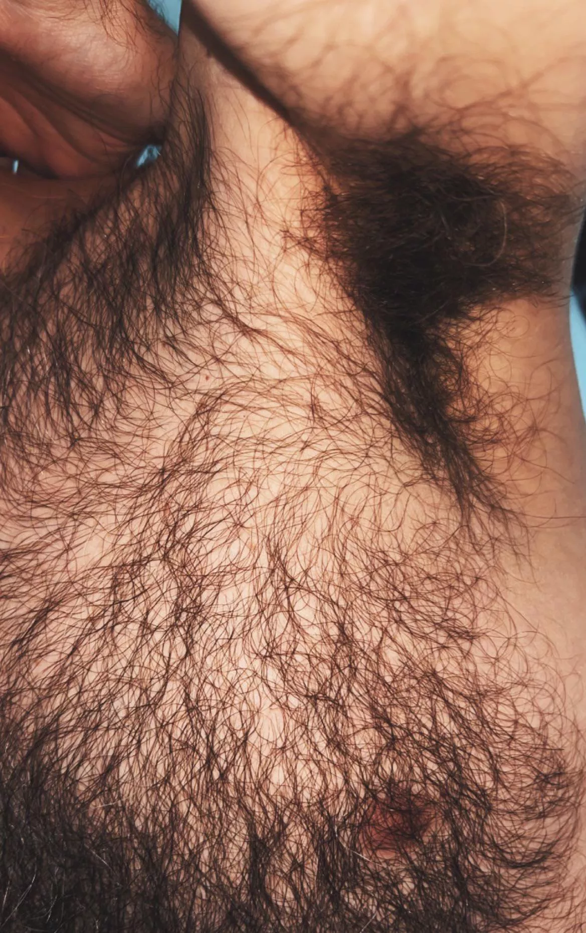 My furry pits & tits are ripe this morning. One sniff and you'd never recover... posted by jerseyjaxoff